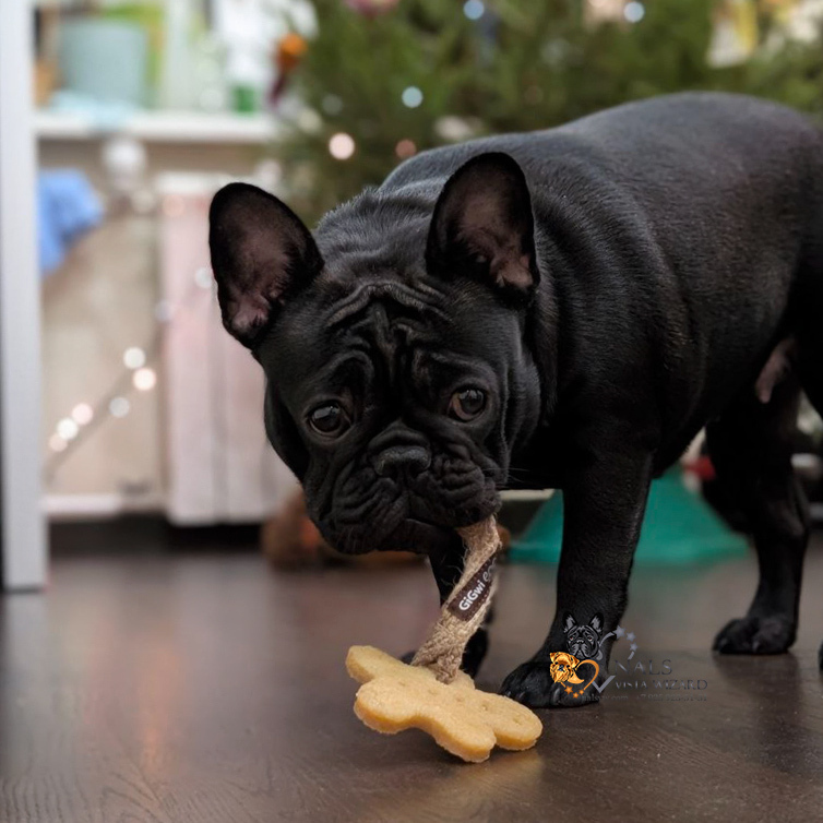 налс виста визард ильва