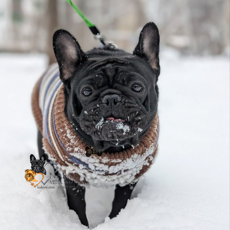 французский бульдог купить 