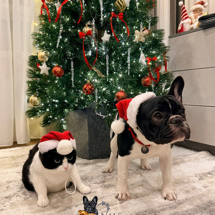 налс виста визард бента