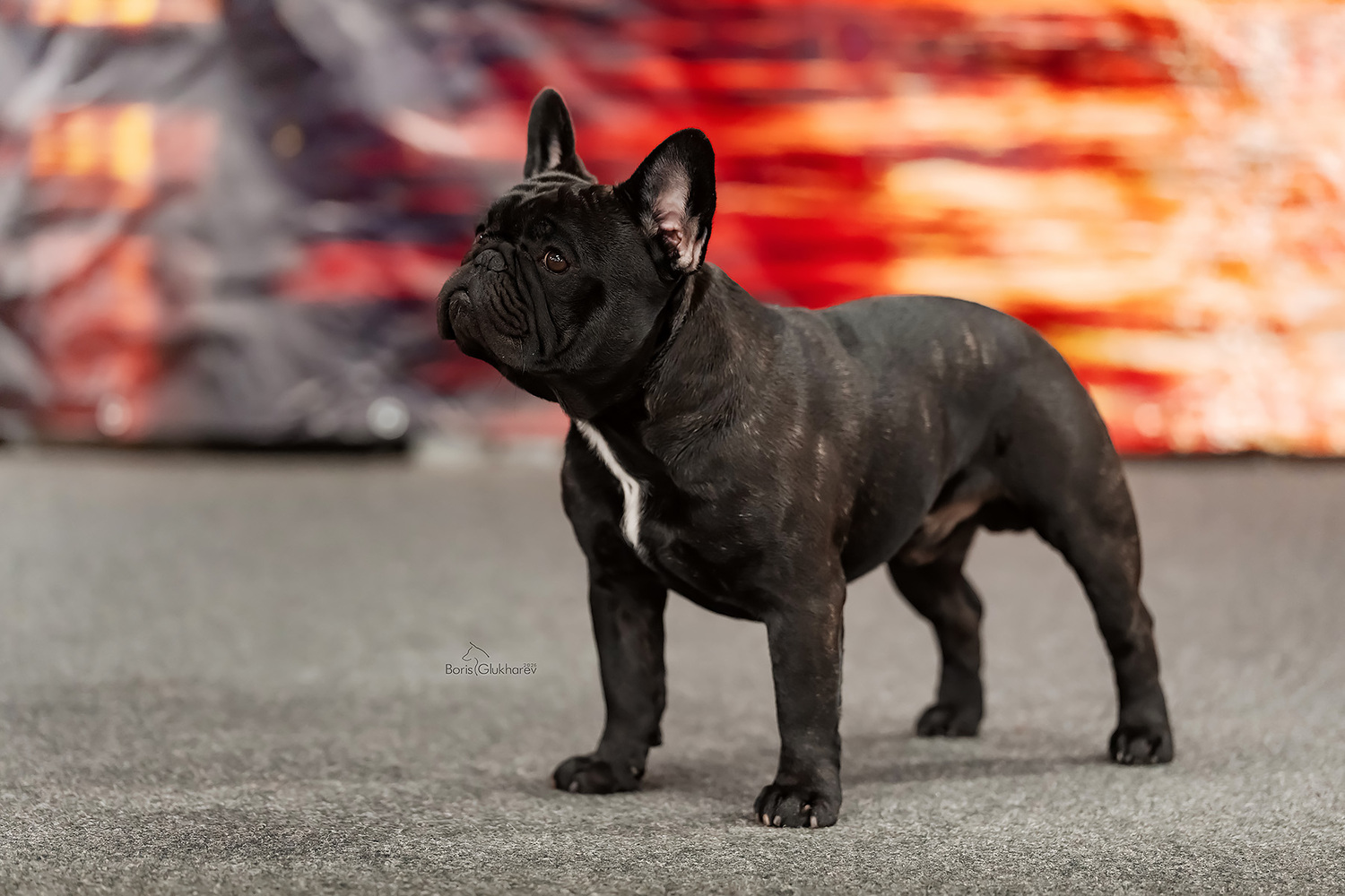 французские бульдоги питомник дмитров,