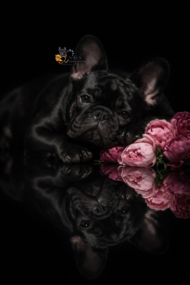 французские бульдоги купить щенка, 