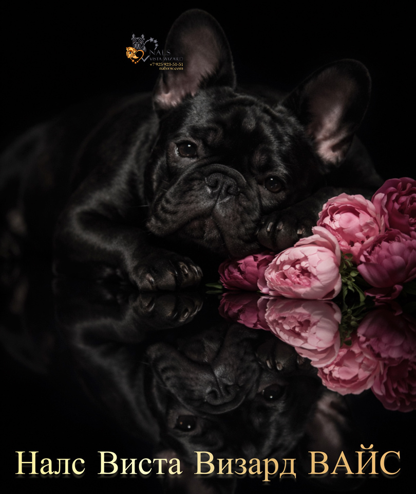 Налс Виста Визард Вайс французские бульдоги купить щенка,